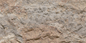 Devine Mushroom Stone